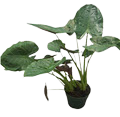 Alocasia Wentii